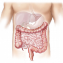 digestive system
