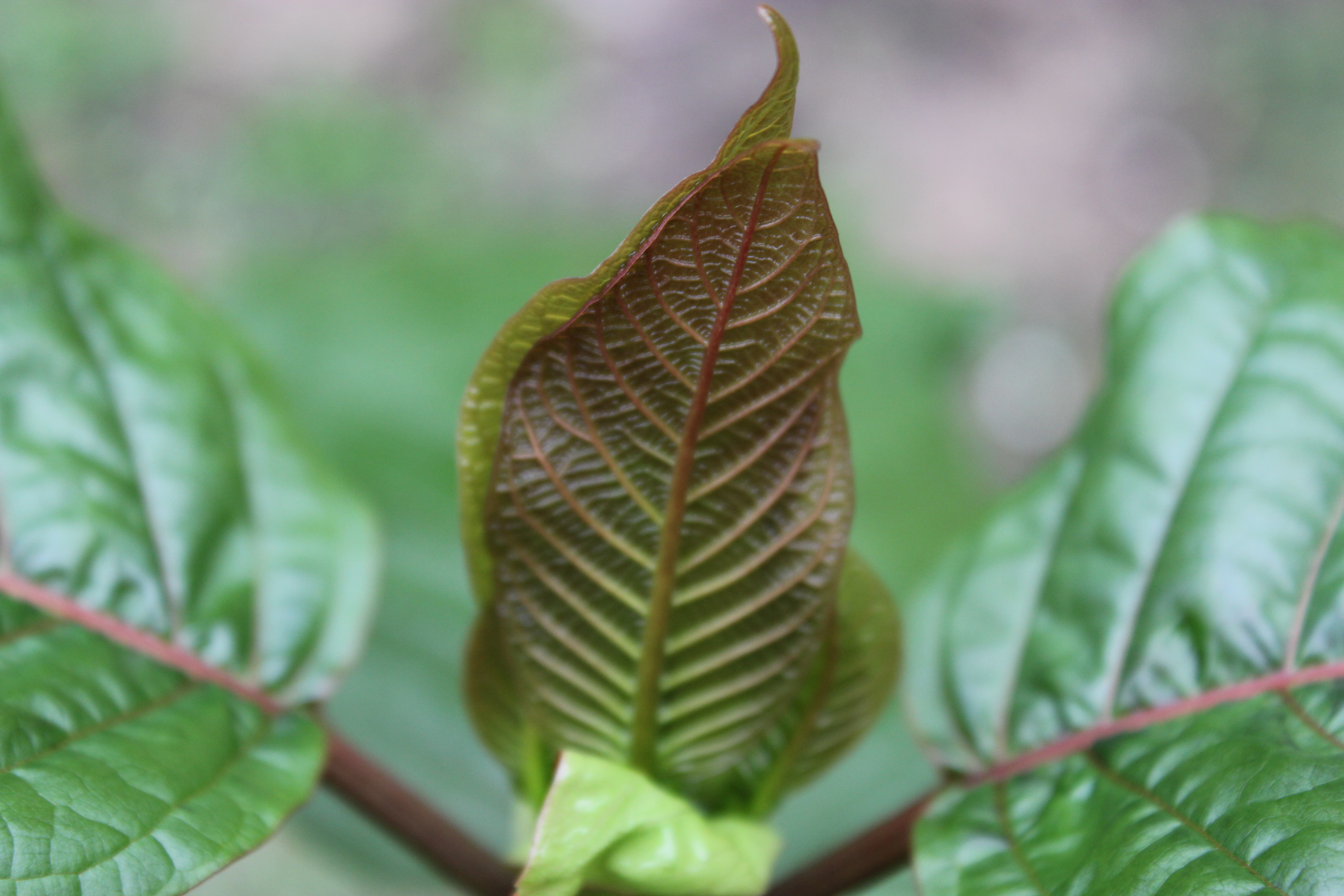 Kratom plant