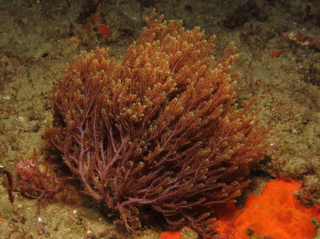 Health Benefits of Carrageenan post thumbnail image