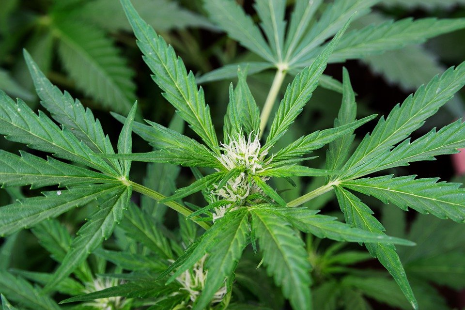 marijuana plant