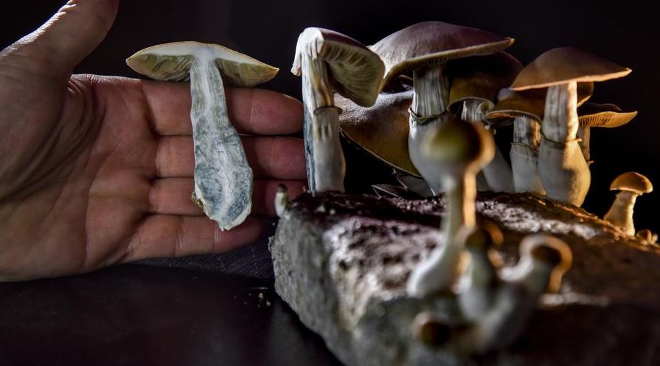 hallucinogenic mushroom