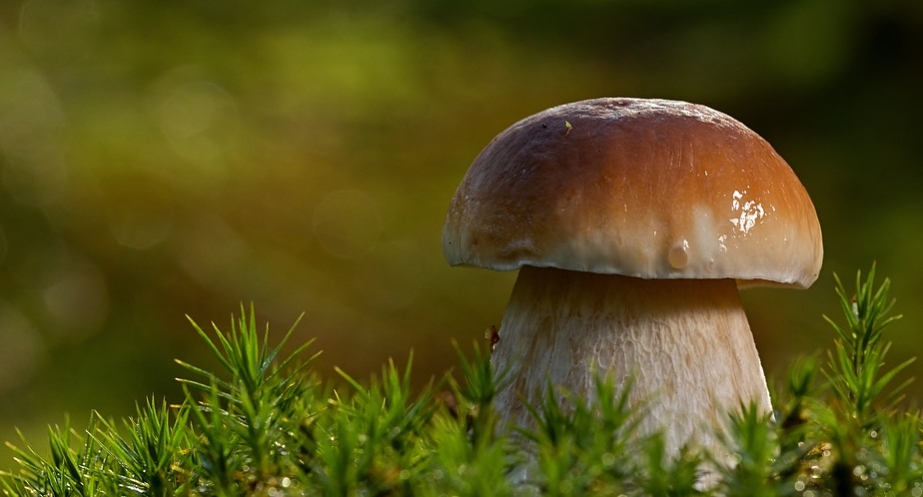 mushroom
